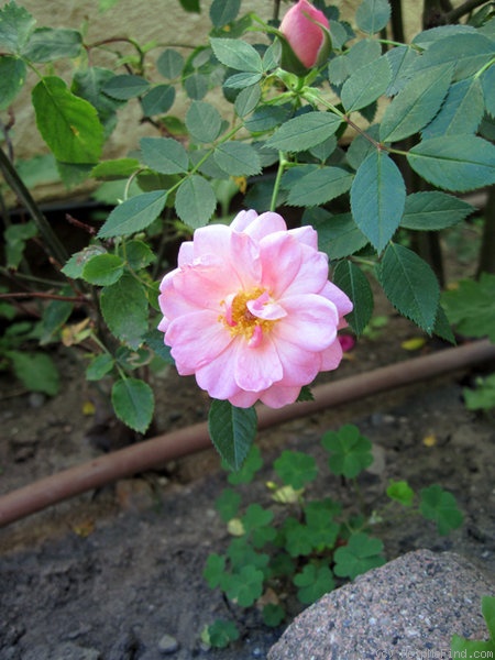 'Ramirez-PX7' rose photo