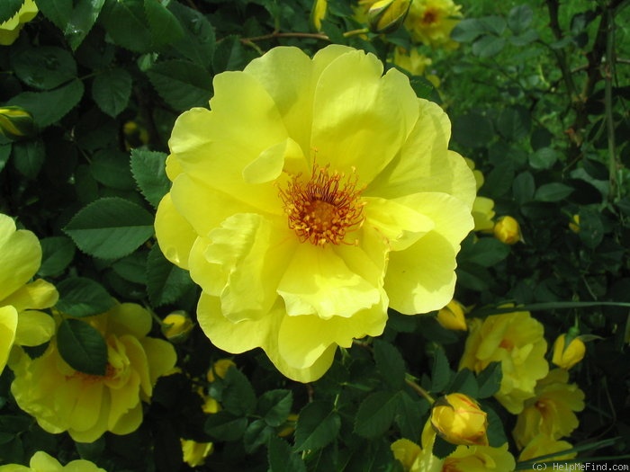 'R15-01' rose photo