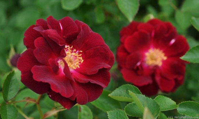 'Dr. Huey' rose photo