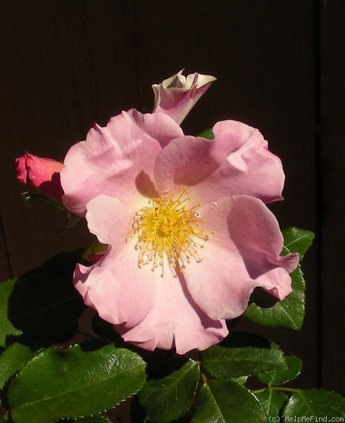 'Puanani' rose photo