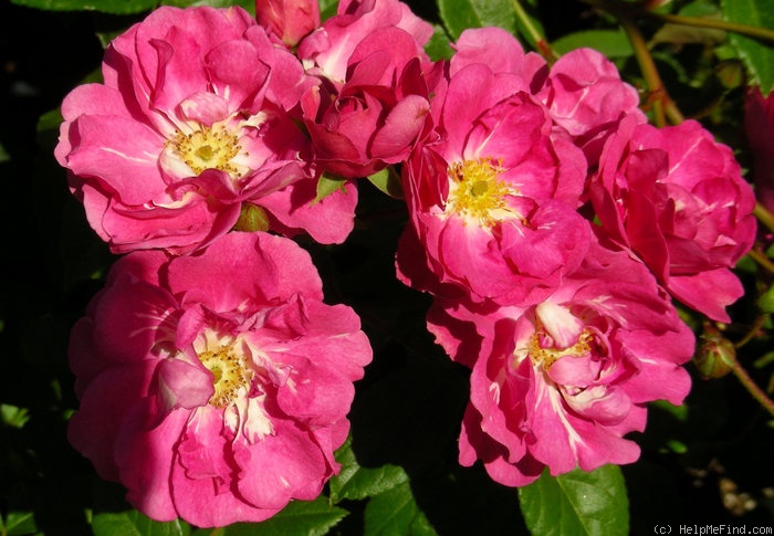 'Red Belinda' rose photo