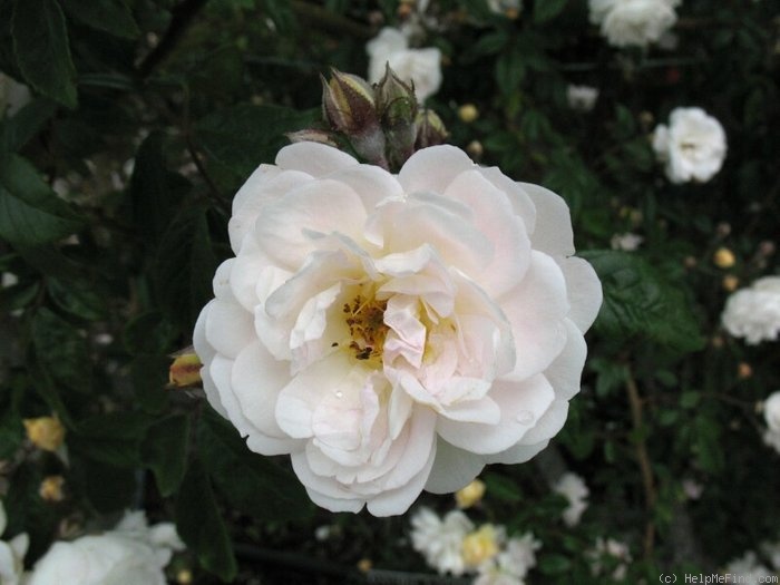 'Daniel Lacombe' rose photo
