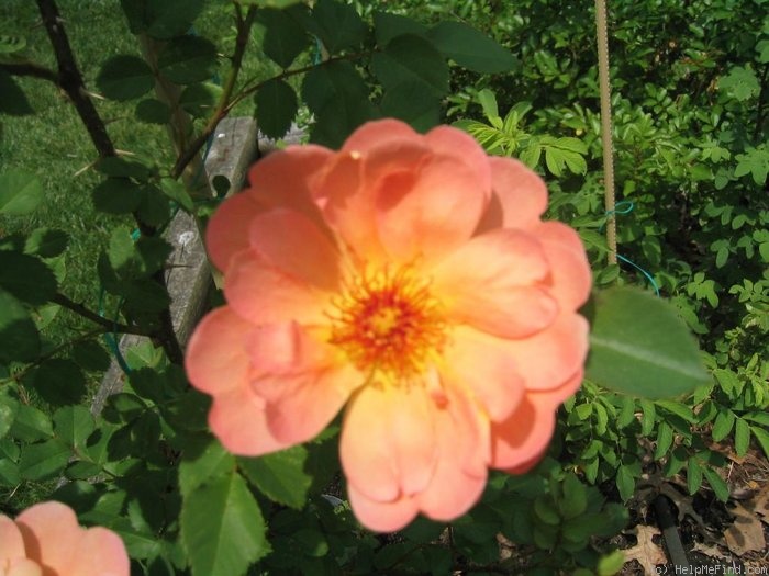 'Orange Alzbeta Kuska' rose photo