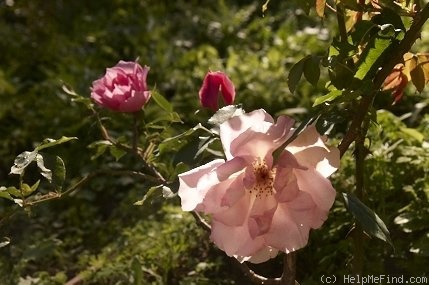 'Lijang Rose' rose photo