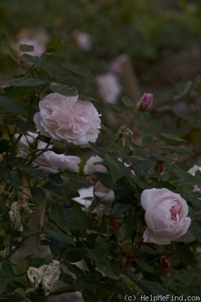 'Odorata (tea, Hume, 1810)' rose photo