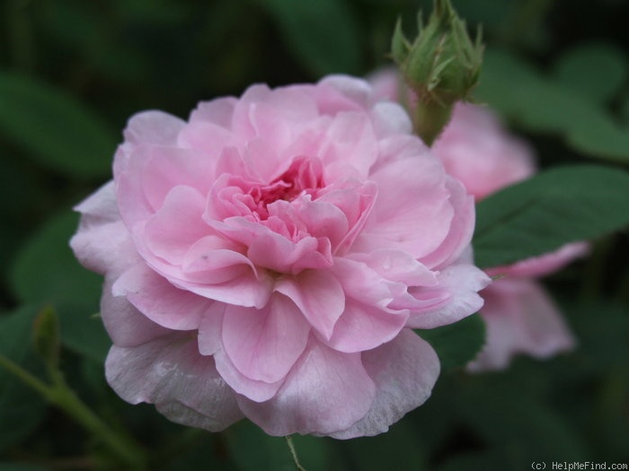 'Rose de Meaux' rose photo