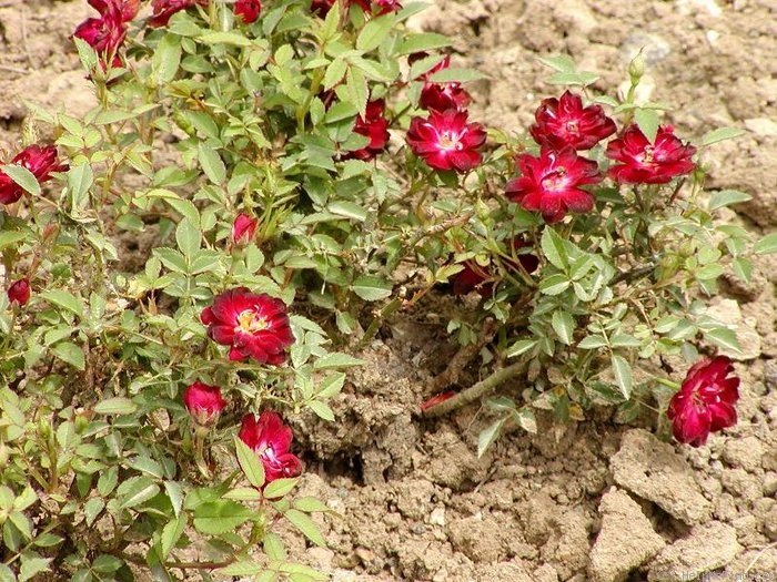 'Red Elf' rose photo