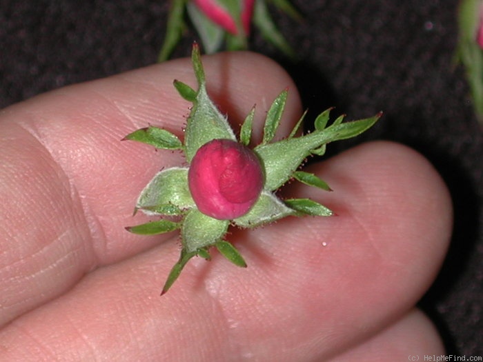 'Pookah' rose photo