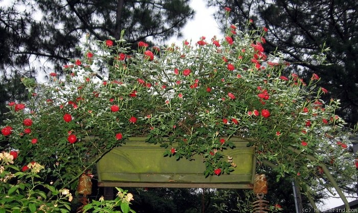 'Red Cascade' rose photo