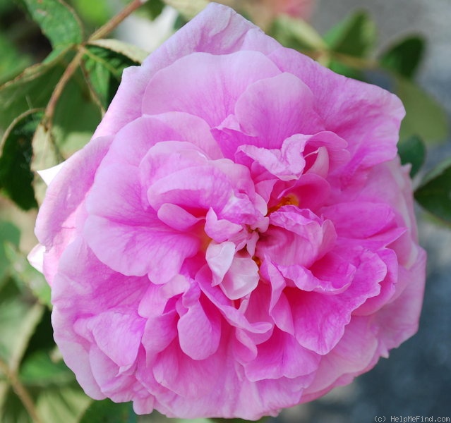 'Marie Louise (Damask, Haghen, by 1810)' rose photo