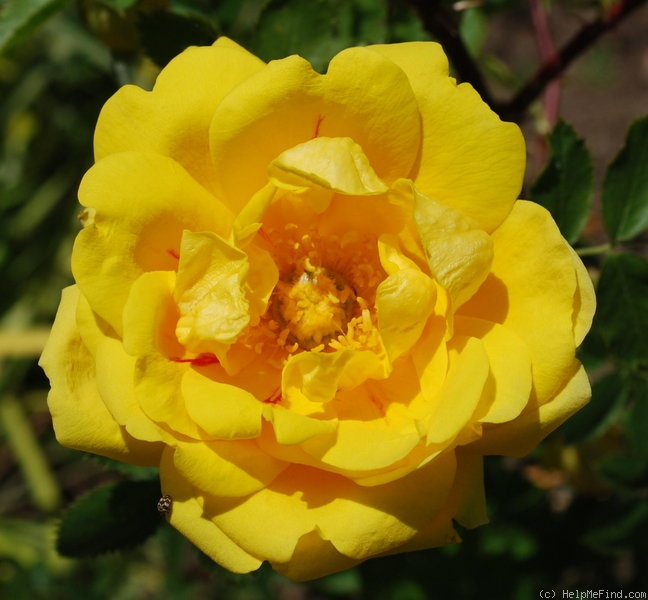 'R. foetida persiana' rose photo