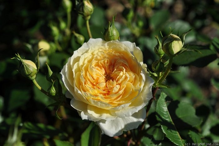 'Yellow Romantica™' rose photo