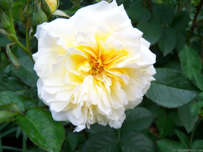 'Moonsprite' rose photo