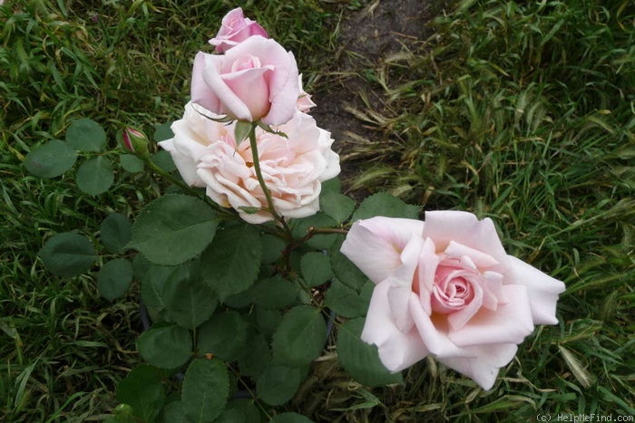 'Madame Edmond Rostand' rose photo