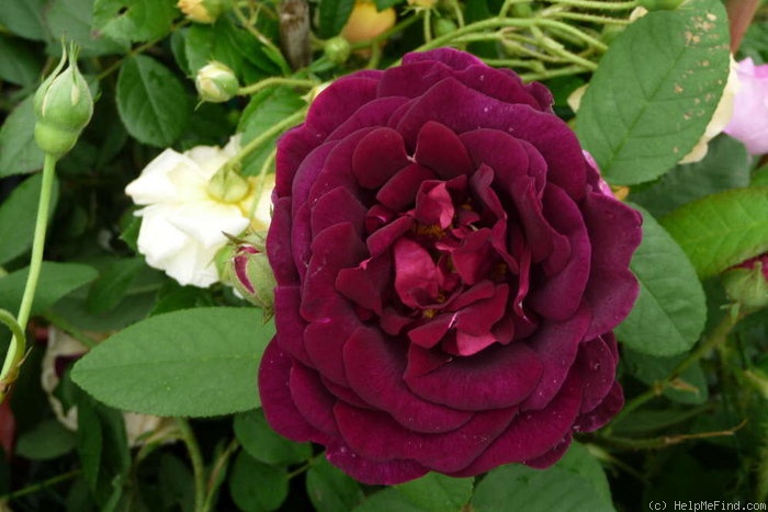 'Tuscany (Gallica, Unknown, before 1819)' rose photo