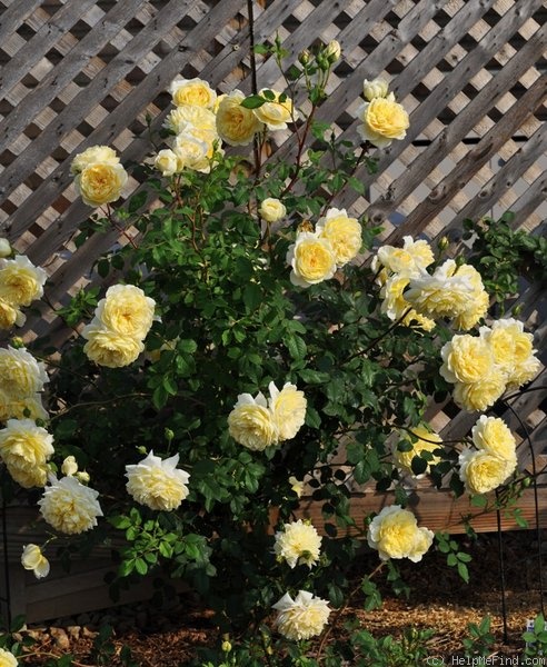 'St. Alban (shrub, Austin, 2004)' rose photo