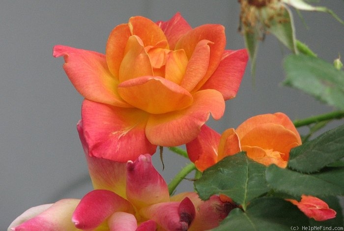 'Joseph's Coat' rose photo