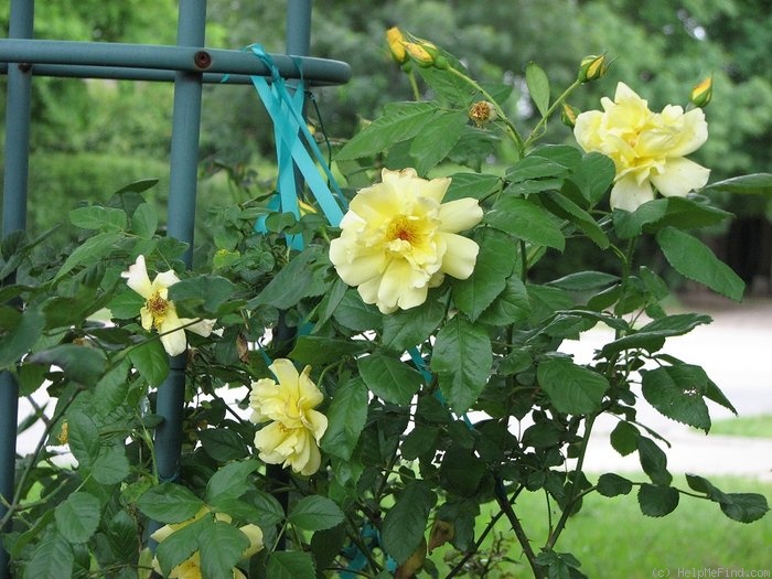 'Lemon Meringue ™ (shrub, Radler, 2003)' rose photo