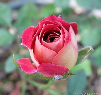 'Tattooed Lady' rose photo