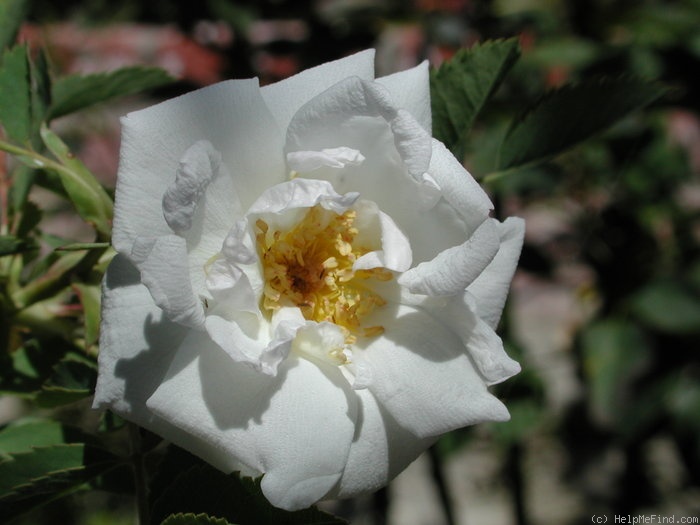 'OADEFED' rose photo