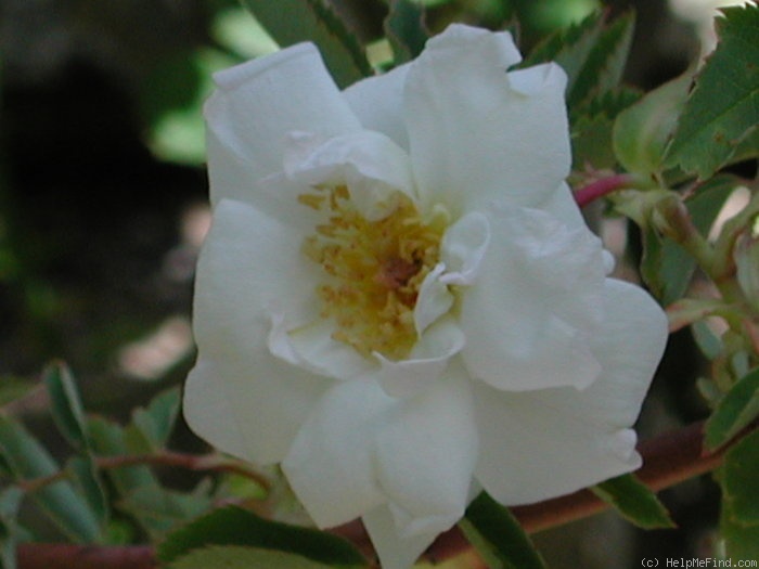 'OADEFED' rose photo