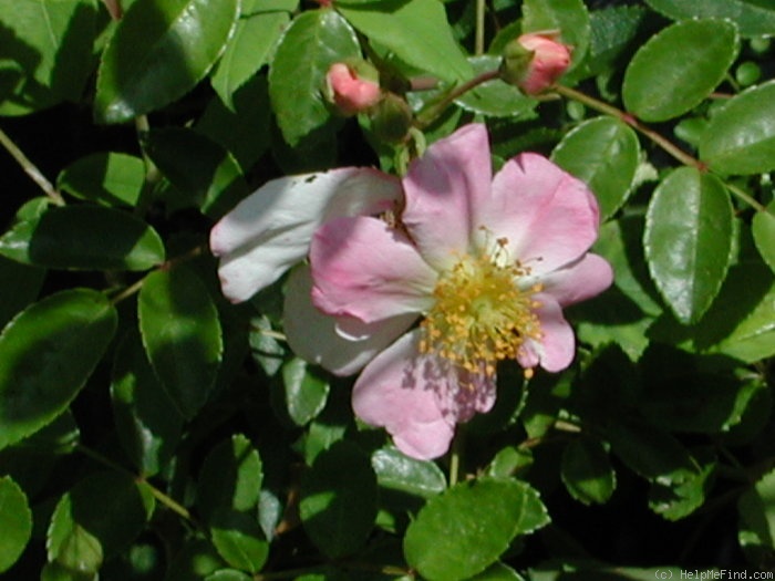 '0-47-19' rose photo