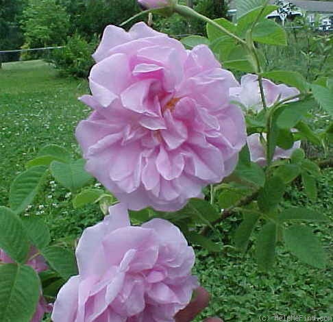 'York and Lancaster' rose photo