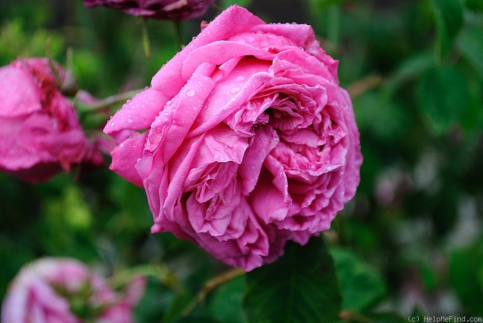 'Charles Lawson' rose photo