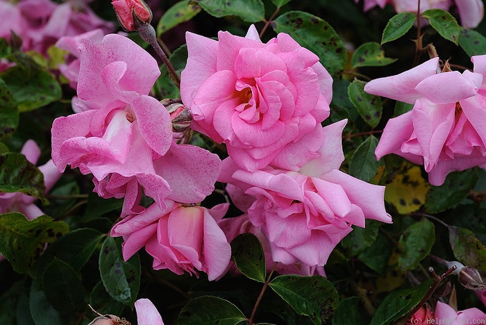 'Pinkie, Cl.' rose photo
