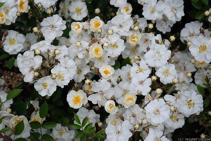 'Popcorn' rose photo