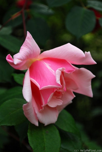 'Susan Louise' rose photo