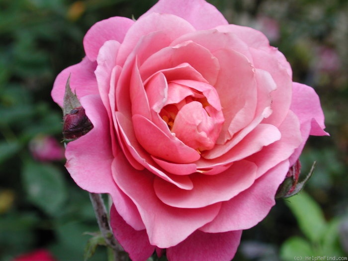 'Royal Lavender' rose photo