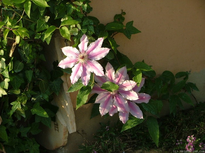 'Nellie Moser' clematis photo