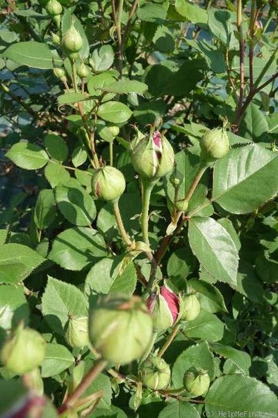 'Alfred Colomb (Hybrid Perpetual, Lacharme, 1865)' rose photo