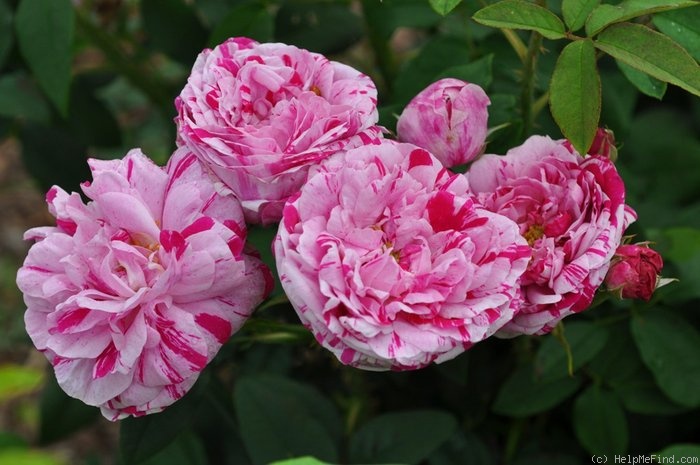 'Variegata di Bologna' rose photo