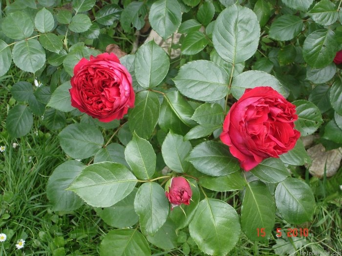 'Eric Tabarly ®' rose photo