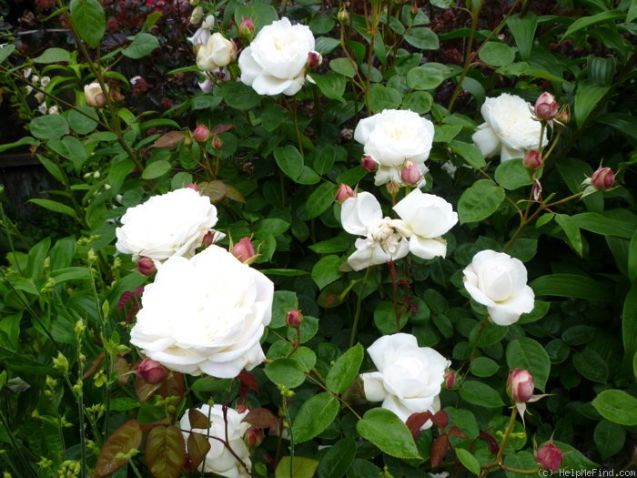 'Fair Bianca ®' rose photo