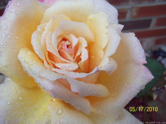 'Tahitian Sunset ™' rose photo