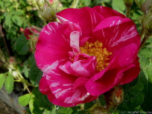 'R. gallica versicolor' rose photo