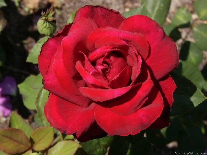 'Edith Piaf ® (hybrid tea, Meilland 1999/2007)' rose photo