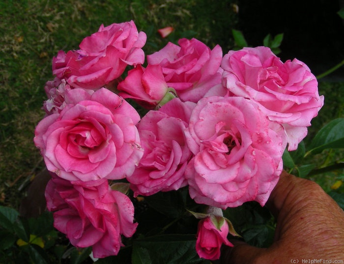 'Shades of Pink ®' rose photo