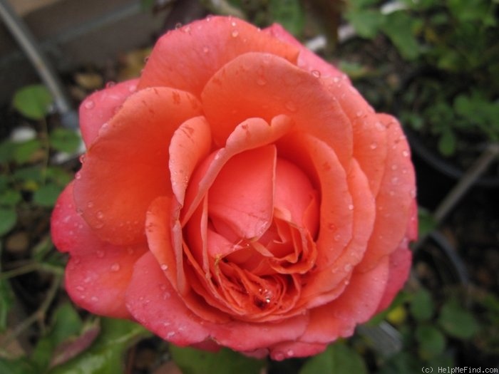 'Grand Duc Henri (Floribunda, Lens, 2001)' rose photo