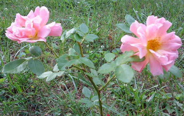 'Andenken an J. Diering' rose photo