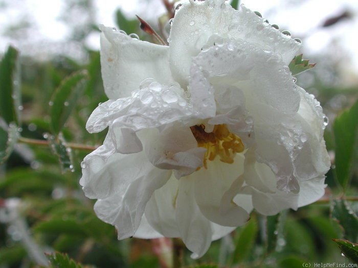 'OADEFED' rose photo
