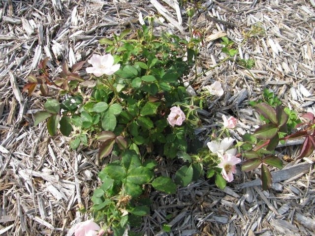 'Radsweet' rose photo
