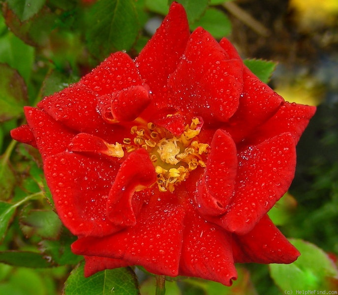'Fiesta Ruby' rose photo