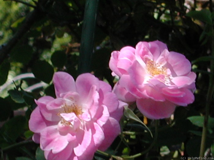 'Manetti' rose photo