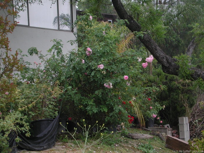 'Manetti' rose photo