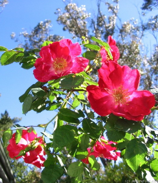 'Eddie's Jewel' rose photo