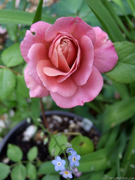 'Pam's Choice' rose photo